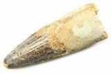 Fossil Spinosaurus Tooth - Real Dinosaur Tooth #357730-1